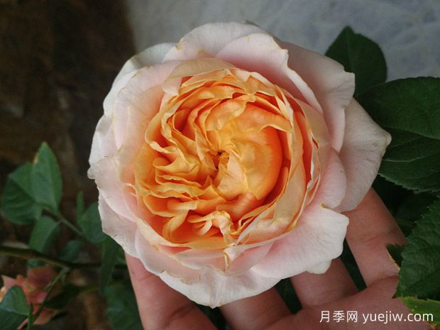 幸运柯德娜月季(图1) 幸运柯德娜月季/幸运科德娜(图1)