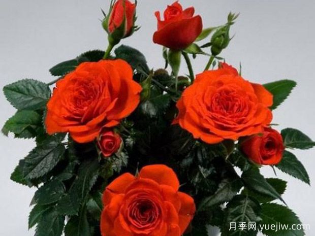 可可柯德娜月季(图1) 可可柯德娜月季(图1)