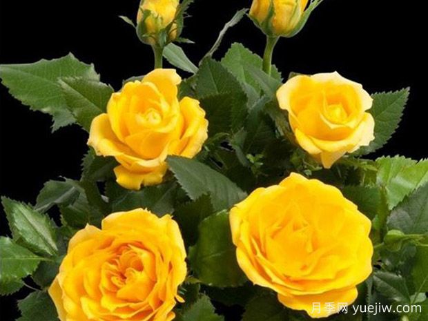 海星柯德娜月季(图1) 海星柯德娜月季/海星科德娜(图1)