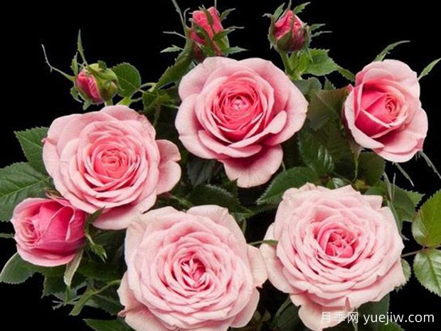 西维亚柯德娜月季(图1) 西维亚柯德娜月季/西维亚科德娜(图1)