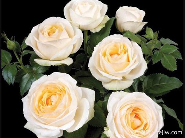 比拉米柯德娜月季(图1) 比拉米柯德娜月季(图1)