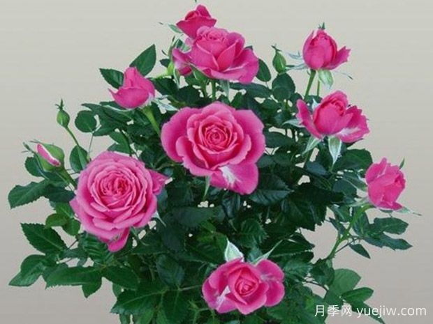 精灵柯德娜月季(图1) 精灵柯德娜月季(图1)