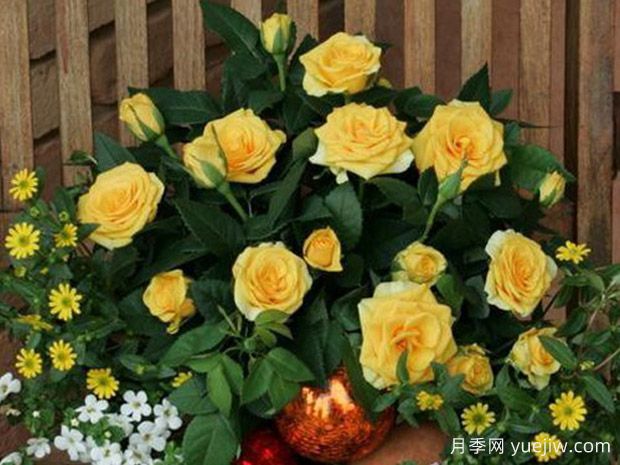 索莱罗柯德娜月季(图1) 索莱罗柯德娜月季/索莱罗科德娜(图1)