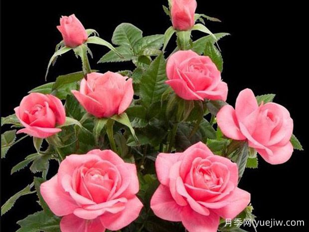 拉丽莎柯德娜月季/拉丽莎科德娜(图1)