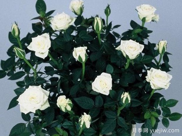 爱斯基摩柯德娜月季(图1) 爱斯基摩柯德娜月季(图1)