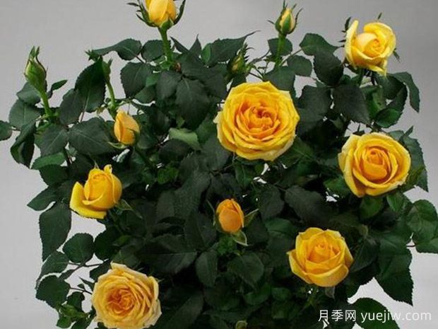 弗里斯科柯德娜月季(图1)