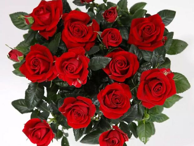 勇敢柯德娜月季(图2)