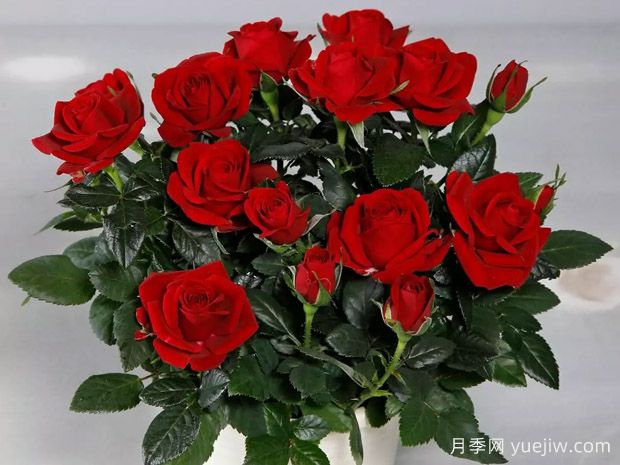 勇敢柯德娜月季(图1)