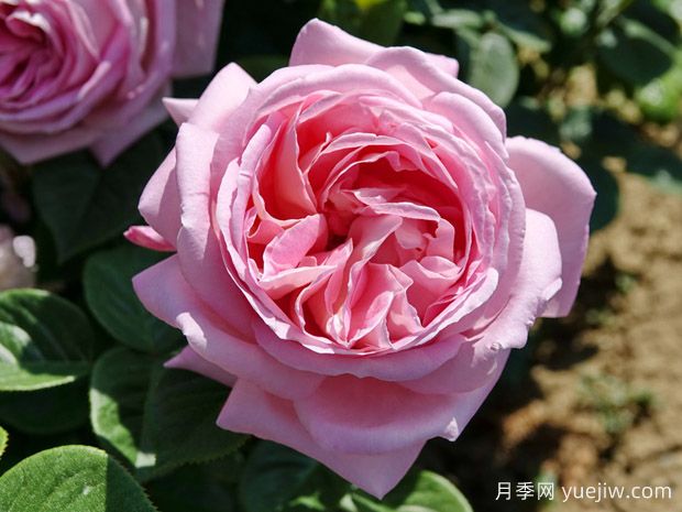 天赐恩宠月季/奇异恩典/自由香氛(图1) 天赐恩宠月季/奇异恩典/自由香氛(图1)