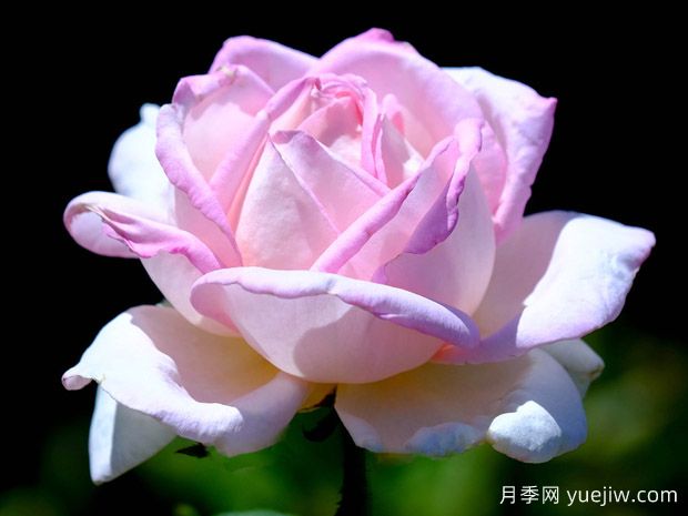 天赐恩宠月季/奇异恩典/自由香氛(图3) 天赐恩宠月季/奇异恩典/自由香氛(图3)