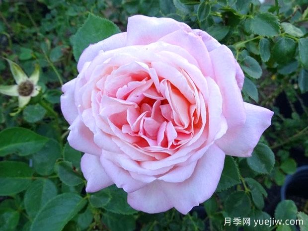 天赐恩宠月季/奇异恩典/自由香氛(图2) 天赐恩宠月季/奇异恩典/自由香氛(图2)