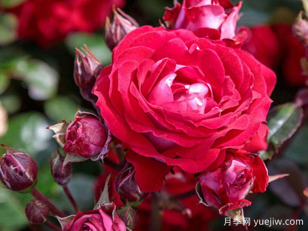 美丽的格拉斯月季/格拉斯街景(图1) 美丽的格拉斯月季/格拉斯街景(图1)