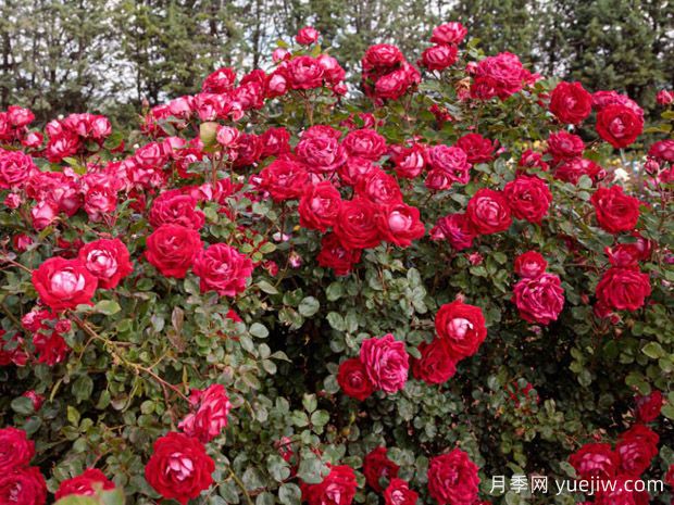 美丽的格拉斯月季/格拉斯街景(图2) 美丽的格拉斯月季/格拉斯街景(图2)
