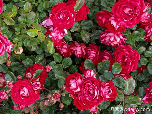 美丽的格拉斯月季/格拉斯街景(图3) 美丽的格拉斯月季/格拉斯街景(图3)