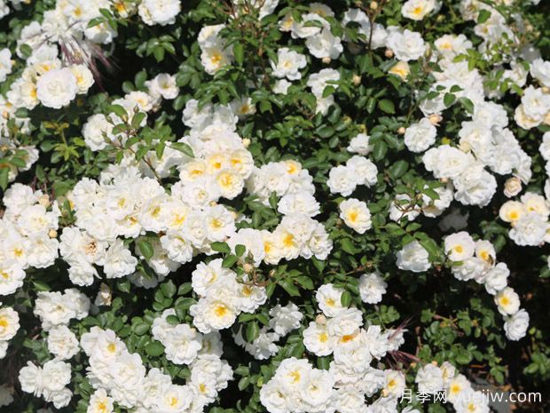 拉格兰德莫特月季/戛纳街景(图2) 拉格兰德莫特月季/戛纳街景(图2)