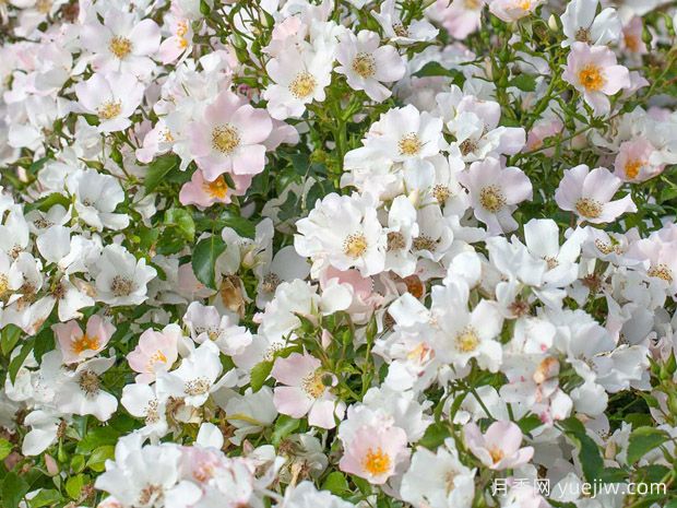 香榭丽舍大街月季/香榭丽舍街景(图1) 香榭丽舍大街月季/香榭丽舍街景(图1)