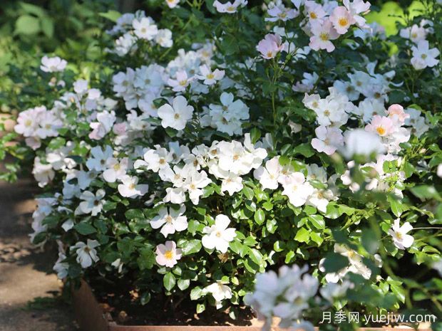 香榭丽舍大街月季/香榭丽舍街景(图2) 香榭丽舍大街月季/香榭丽舍街景(图2)
