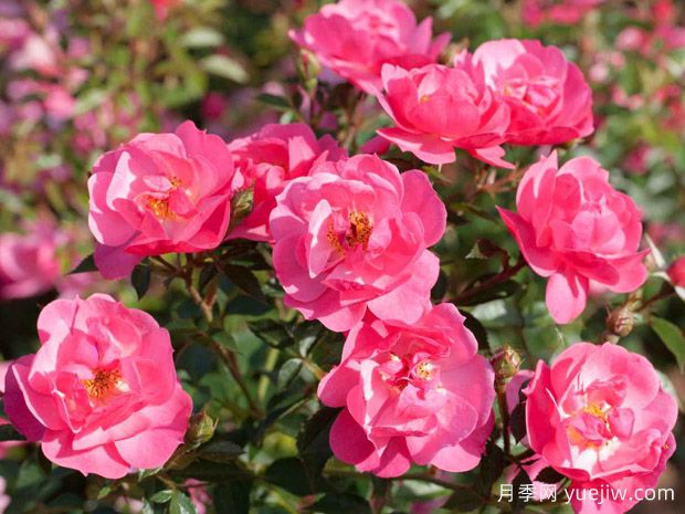 漂亮的普罗旺斯月季/普罗旺斯街景(图1) 漂亮的普罗旺斯月季/普罗旺斯街景(图1)