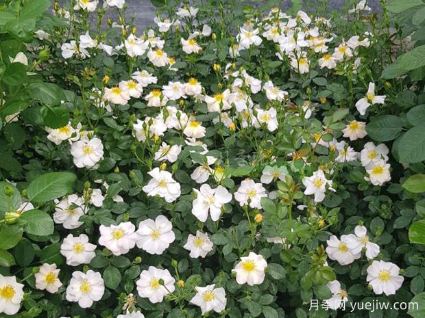 漂亮奶油月季(图2) 漂亮奶油月季(图2)