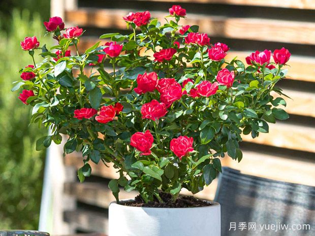 小佳宝月季/迷你绝代佳人月季(图2) 小佳宝月季/迷你绝代佳人月季(图2)