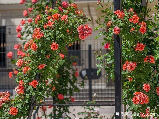 坎巴玫昂月季(图2) 康巴玫昂月季/坎巴玫昂月季(图2)