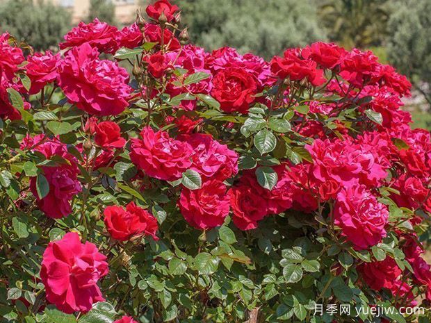 卡珊德拉月季/卡桑德拉月季(图1) 卡珊德拉月季/卡桑德拉(图1)