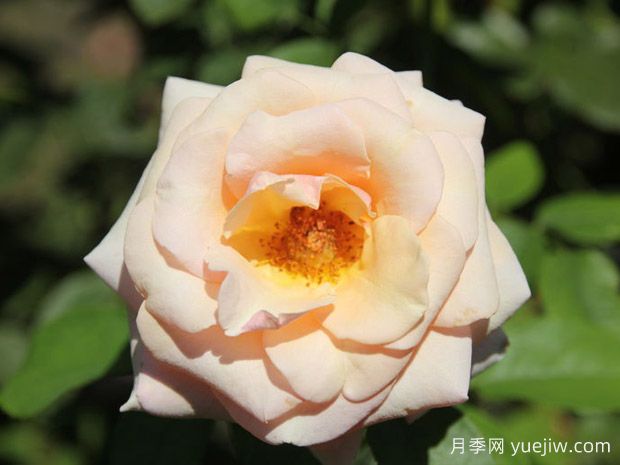 保罗里卡德月季(图1) 保罗里卡德月季(图1)