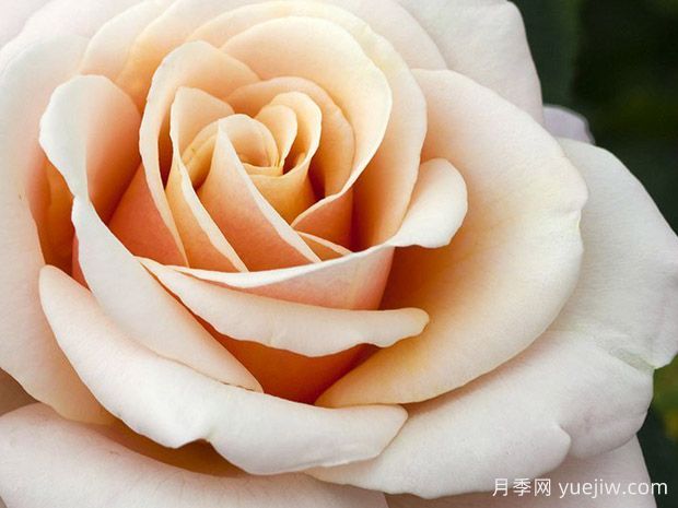 保罗里卡德月季(图2) 保罗里卡德月季(图2)