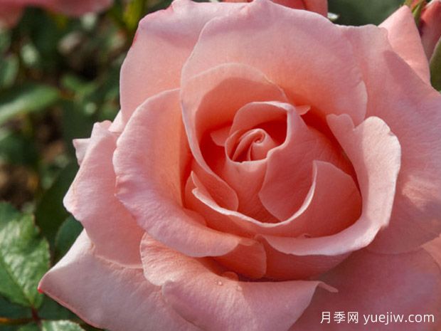 巴黎圣罗兰月季(图1) 巴黎圣罗兰月季(图1)