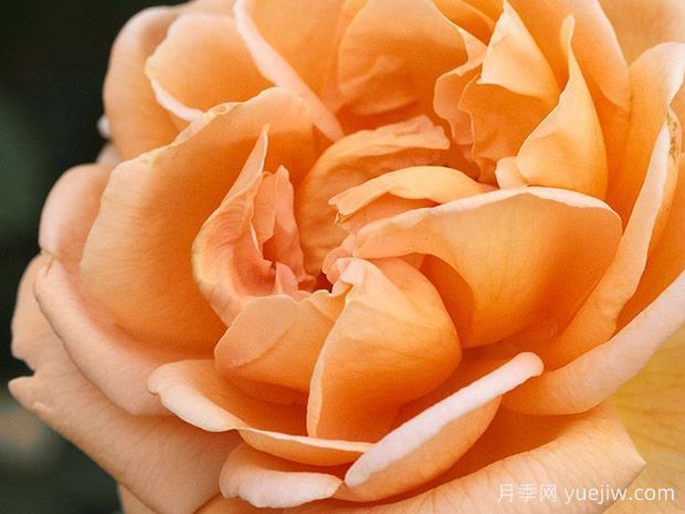 克吕尼修道院月季(图1) 克吕尼修道院月季(图1)