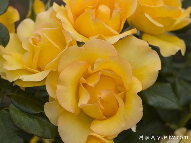 尤里卡月季/尤瑞卡(玫昂)(图2)