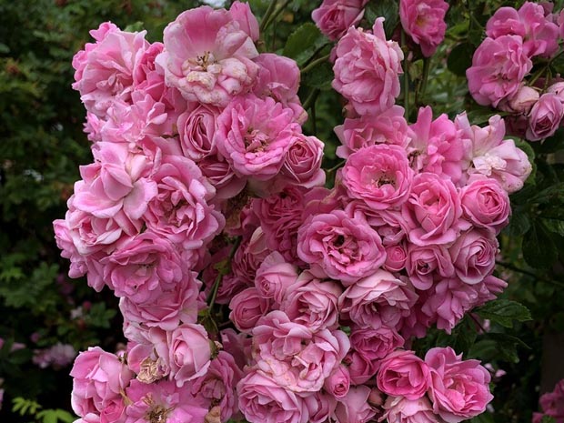 超级童话月季/超级仙女(图1) 超级童话月季/超级仙女(图1)