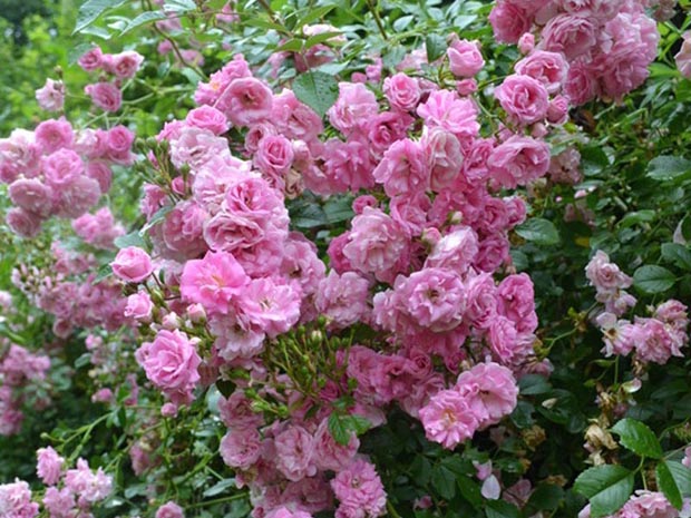 超级童话月季/超级仙女(图2) 超级童话月季/超级仙女(图2)