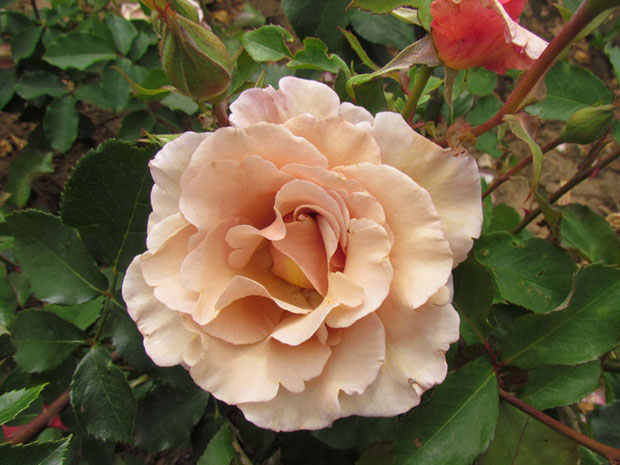 牛奶咖啡月季(图1) 牛奶咖啡月季(图1)