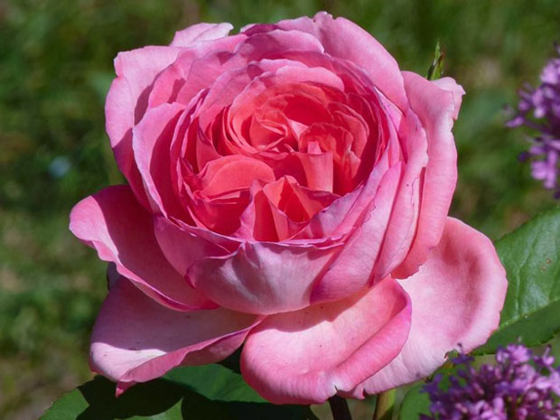 丽芙泰勒月季/普罗旺斯伯爵夫人(图1) 丽芙泰勒月季/普罗旺斯伯爵夫人(图1)