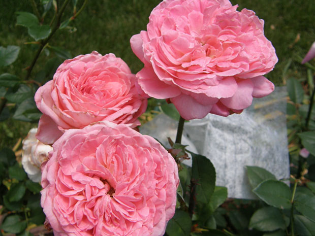 丽芙泰勒月季/普罗旺斯伯爵夫人(图2) 丽芙泰勒月季/普罗旺斯伯爵夫人(图2)