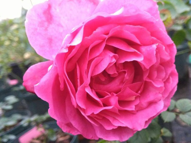 伊芙红色月季(图1) 伊芙红色月季(图1)