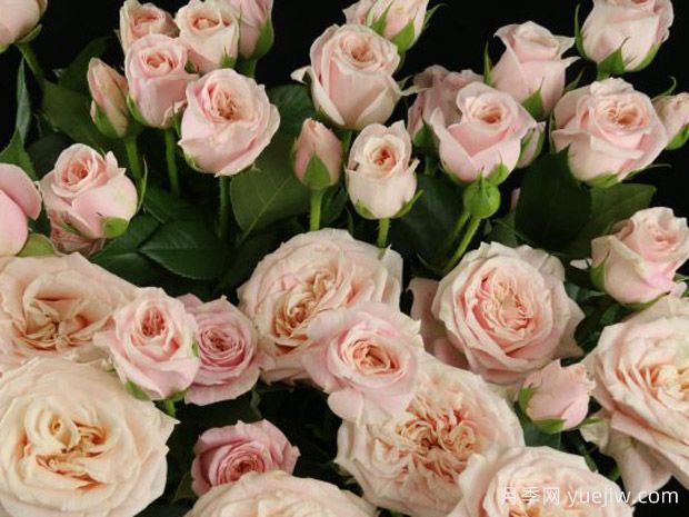 芭比泡泡月季(图1) 芭比泡泡月季(图1)