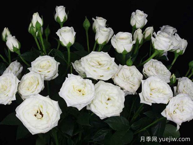 白雪泡泡月季(图1) 白雪泡泡月季(图1)