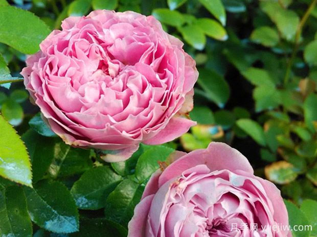 花环泡泡月季(图1) 花环泡泡月季(图1)