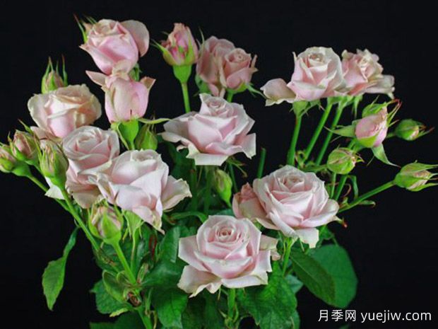 粉色泡泡月季(图1) 粉色泡泡月季(图1)