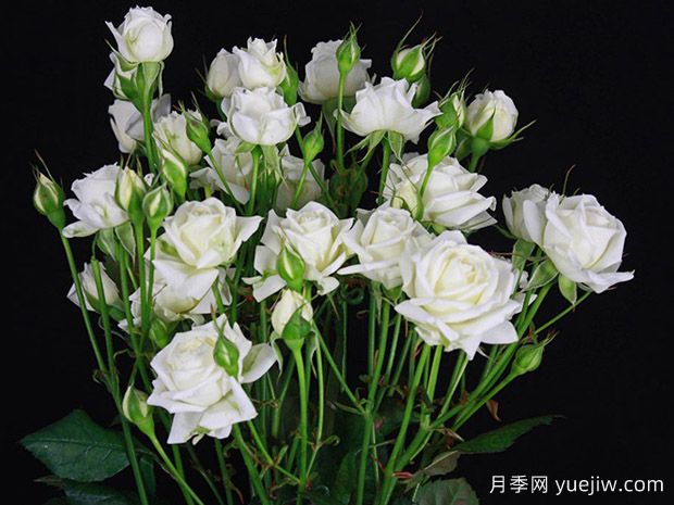 白色泡泡月季(图1) 白色泡泡月季(图1)