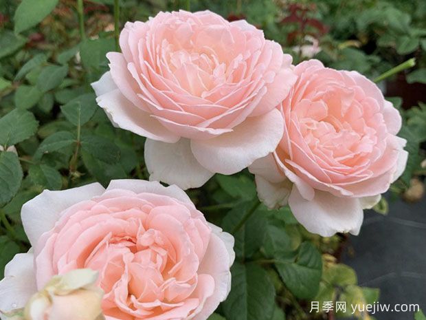 镜花月季(图1) 镜花月季(图1)
