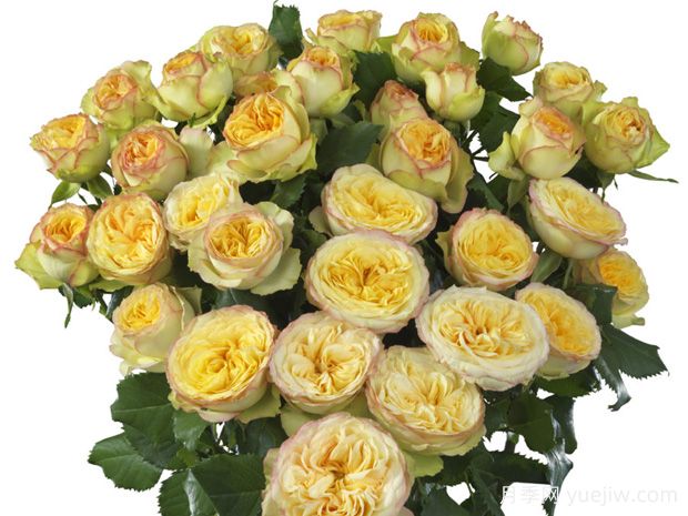 瑜伽宝藏月季(图1)