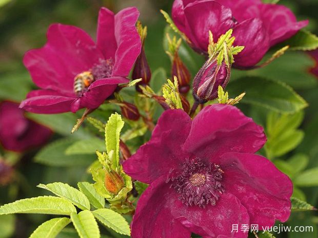 诺德尼月季(图1) 诺德尼月季(图1)