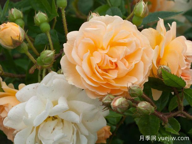 阿兹玛赫德月季/吉莱纳德费利贡德(图1)