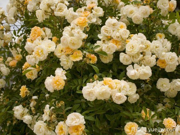 阿兹玛赫德月季/吉莱纳德费利贡德(图2)