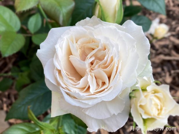 傲慢与偏见月季(图1) 傲慢与偏见月季(图1)