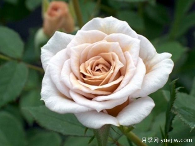 奥莱咖啡月季(图1) 奥莱咖啡月季(图1)