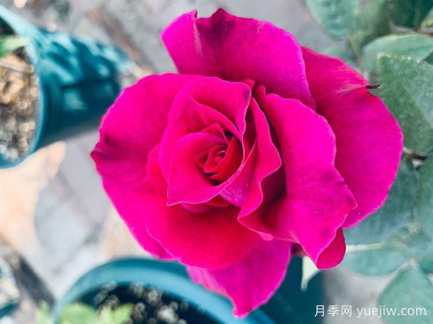 银士瑞酷月季(图1) 银士瑞酷月季(图1)